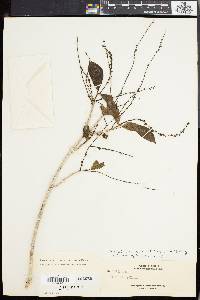 Mallotus peltatus image
