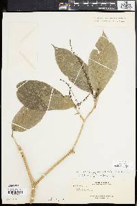 Mallotus peltatus image