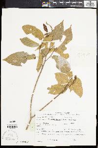 Mallotus peltatus image