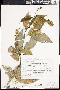 Mallotus peltatus image