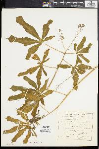 Manihot carthaginensis image