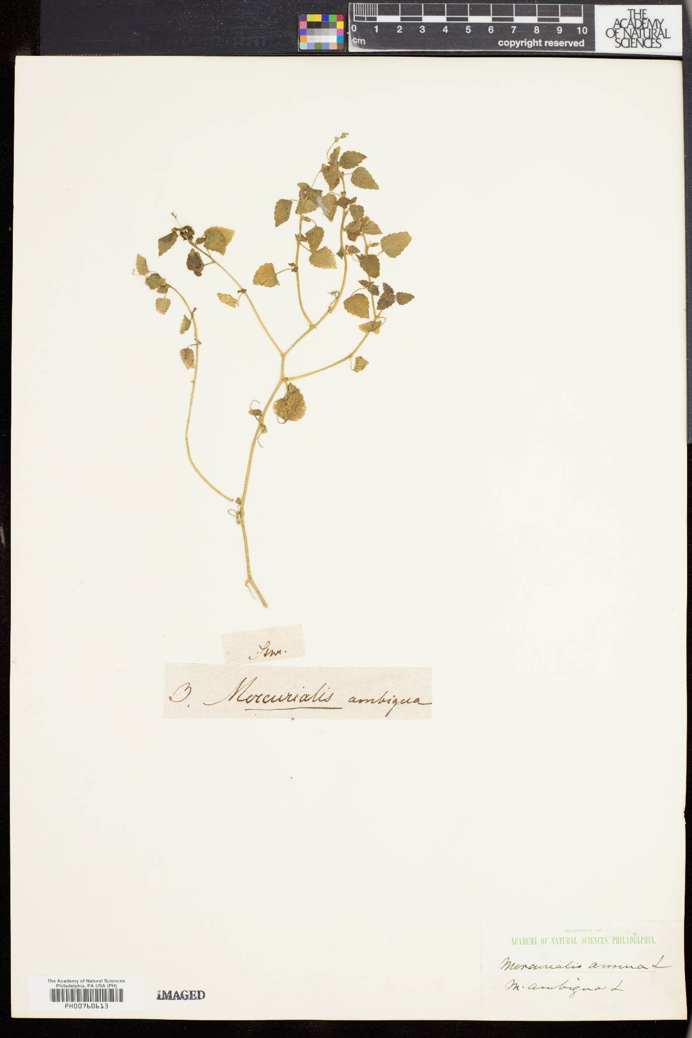 Mercurialis annua image