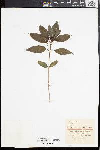 Mercurialis perennis image