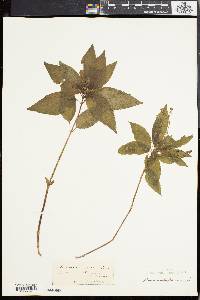 Mercurialis perennis image