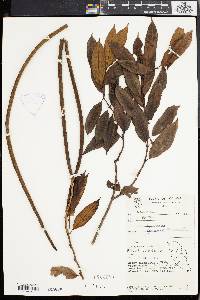 Image of Aganosma acuminata