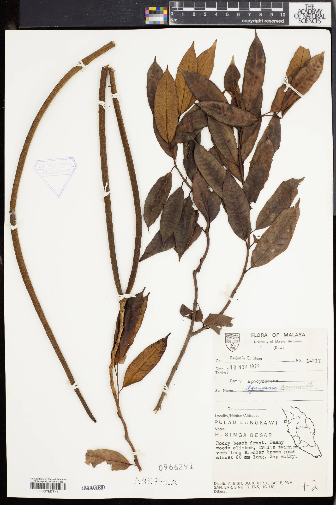 Aganosma acuminata image