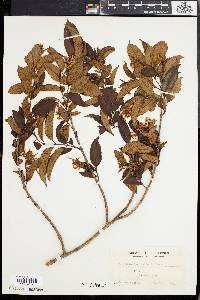 Aganosma acuminata image