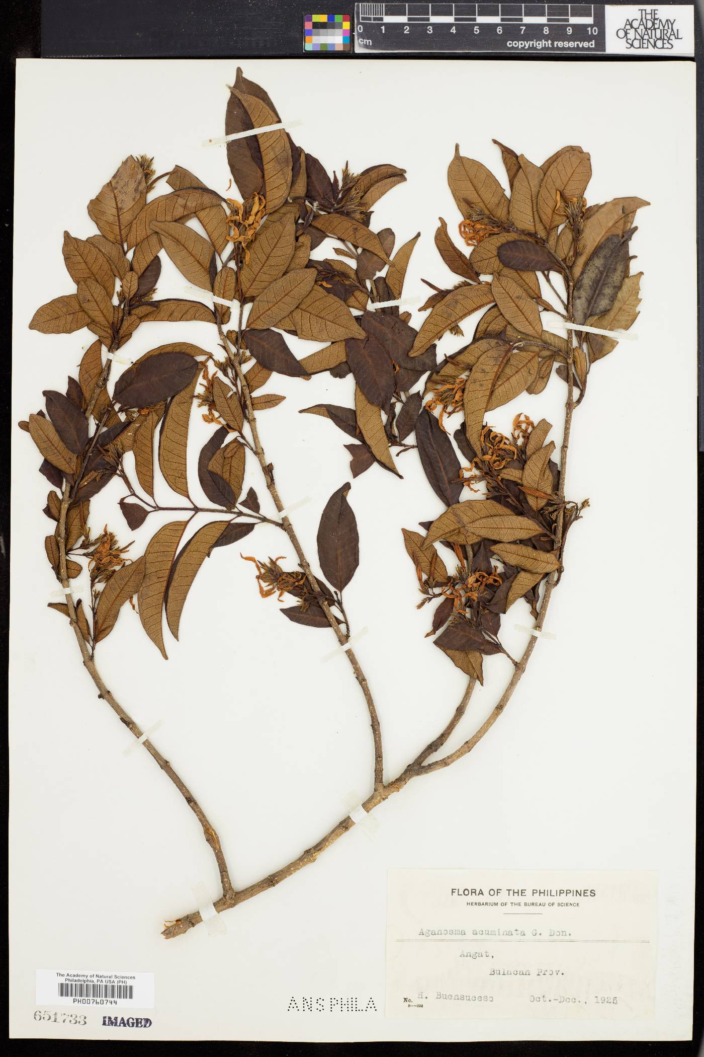 Aganosma acuminata image
