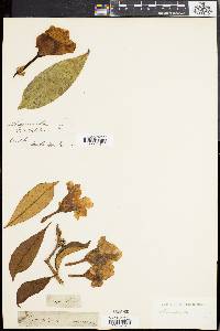 Image of Allamanda neriifolia
