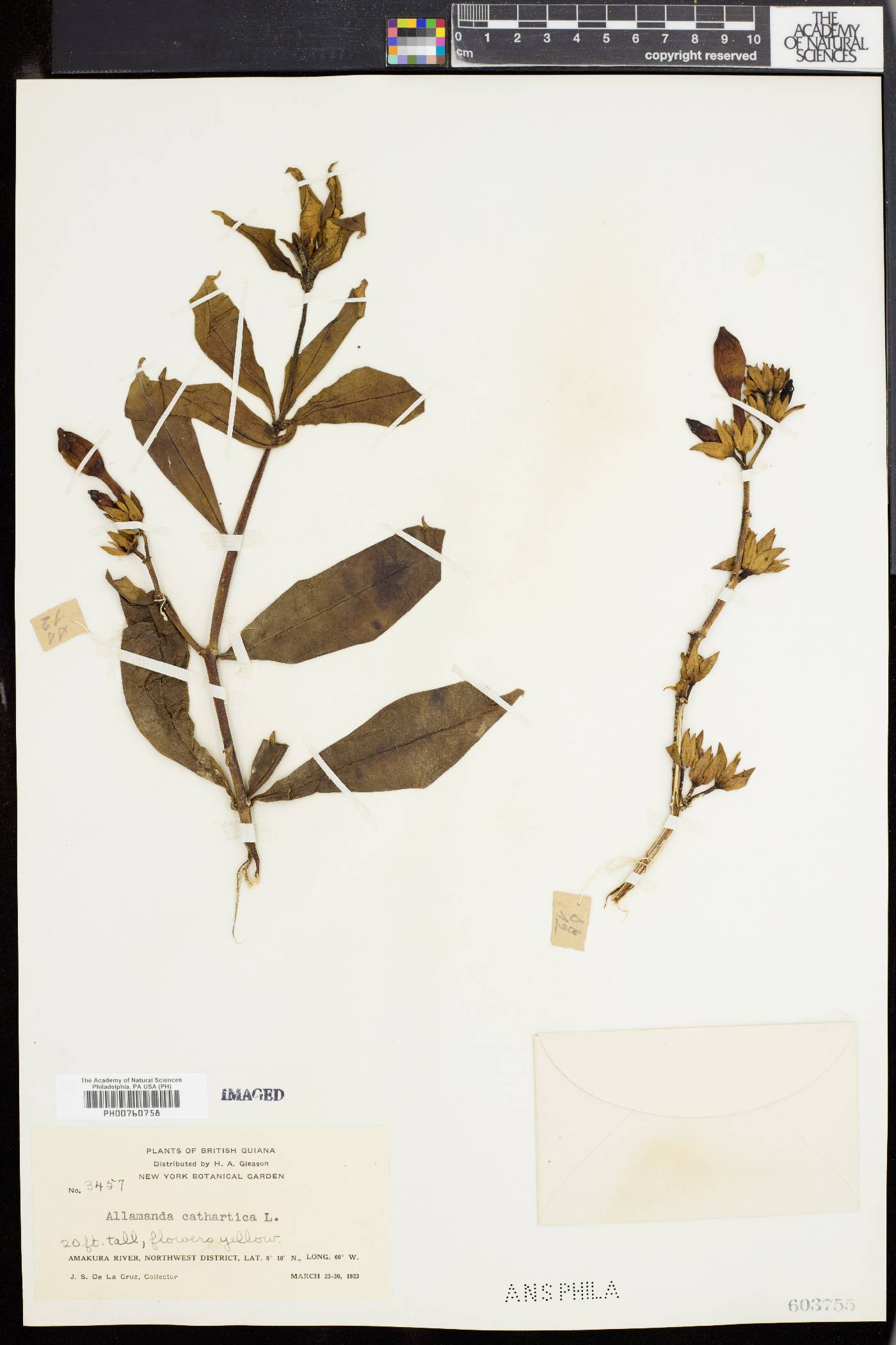 Allamanda cathartica image