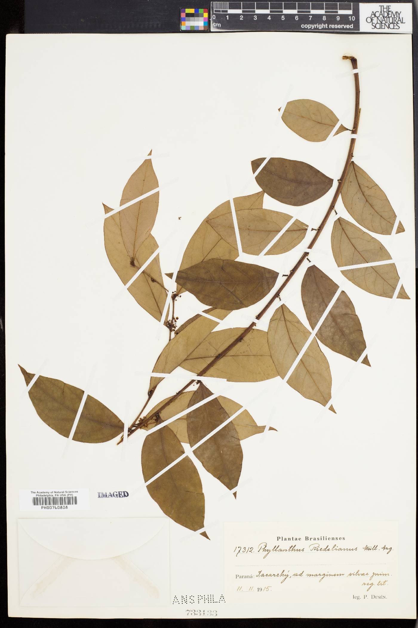 Phyllanthus riedelianus image