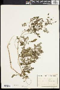 Phyllanthus caroliniensis image