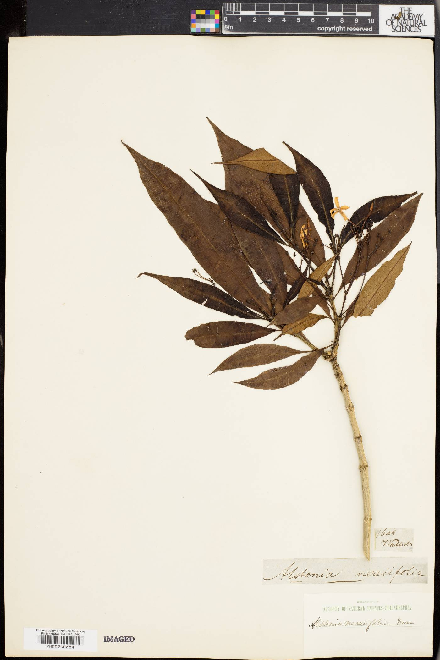 Alstonia neriifolia image