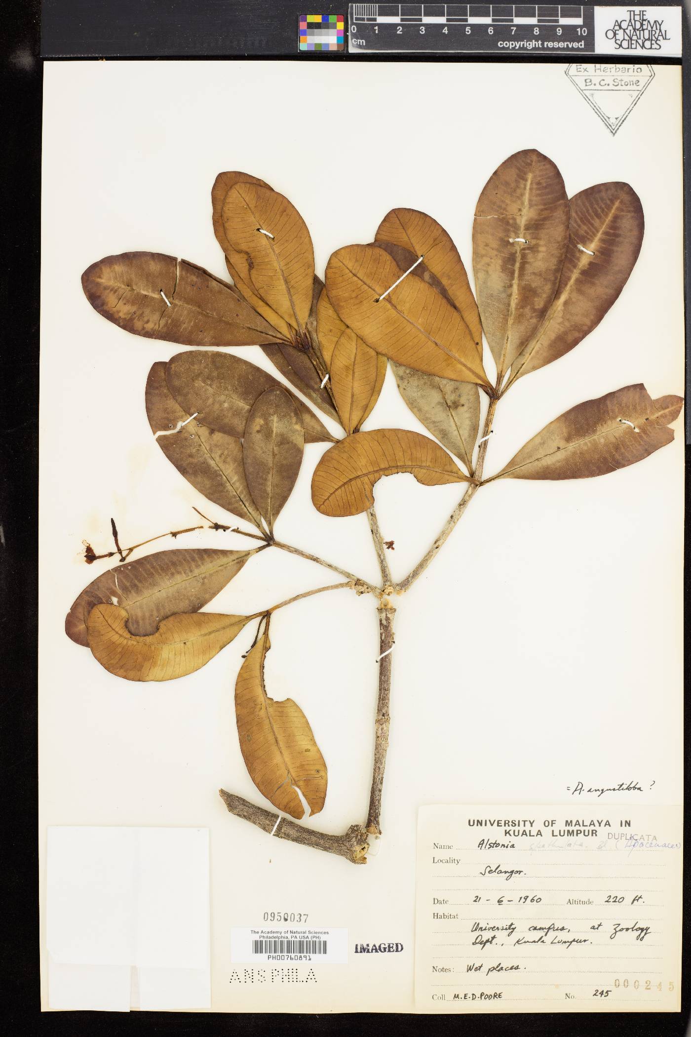 Alstonia spatulata image