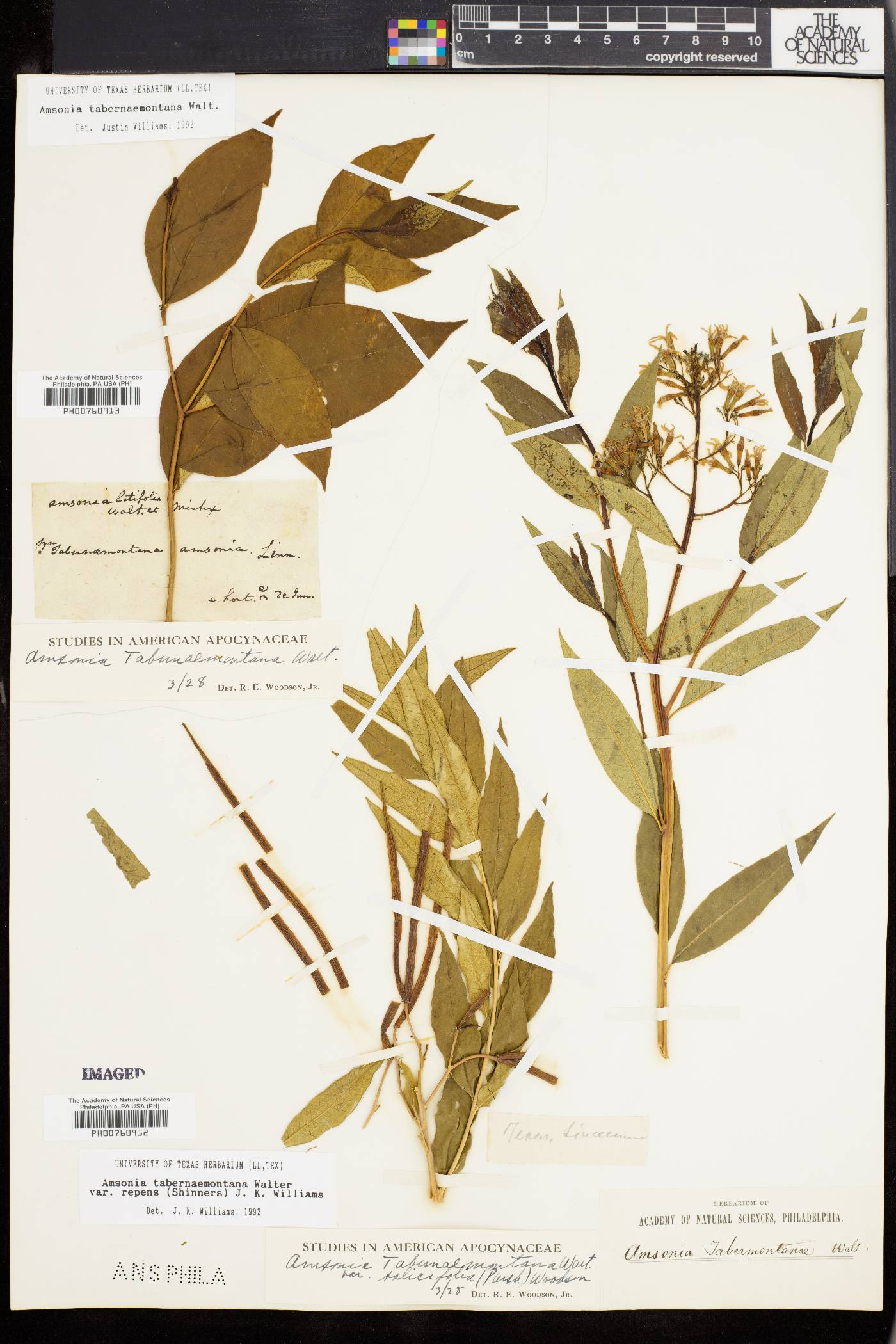 Amsonia tabernaemontana var. repens image
