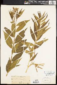 Amsonia tabernaemontana image