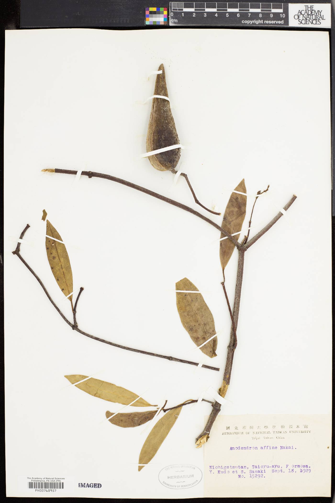 Anodendron affine image
