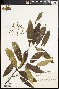 Anodendron benthamianum image