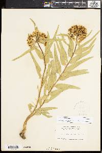 Asclepias asperula image