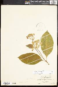 Asclepias exaltata image