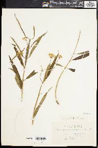 Asclepias perennis image