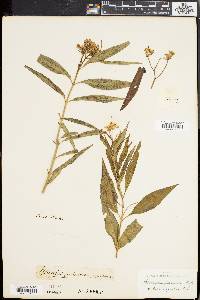 Asclepias perennis image