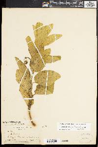 Asclepias pringlei image