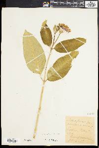 Asclepias purpurascens image