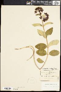 Media resource of Asclepias laxiflora