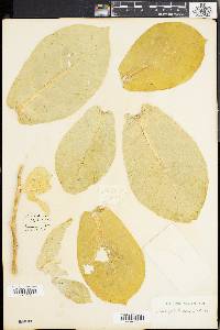 Calotropis procera image