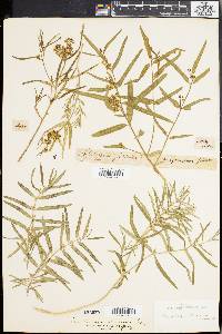 Cynanchum sibiricum image