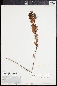 Image of Gaylussacia buxifolia