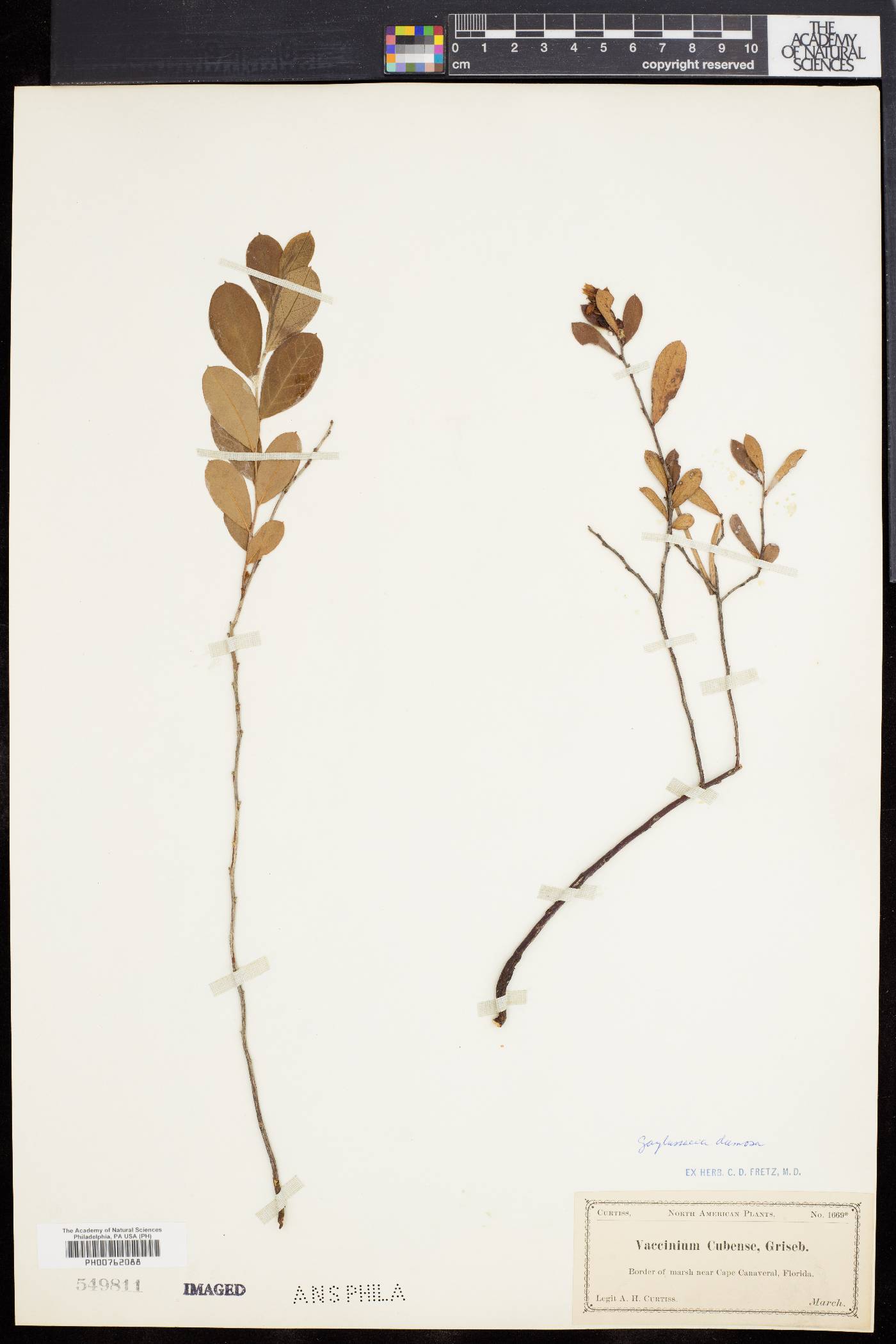 Vaccinium cubense image