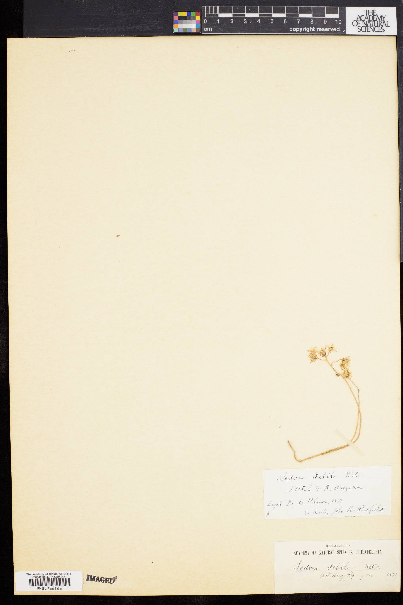 Gormania debilis image