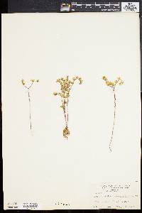Dudleya variegata image