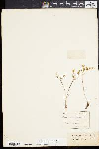 Dudleya variegata image