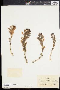 Rhodiola rosea image