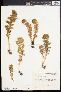 Rhodiola rosea image
