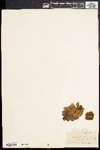 Rhodiola rosea image