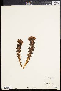 Rhodiola rosea image
