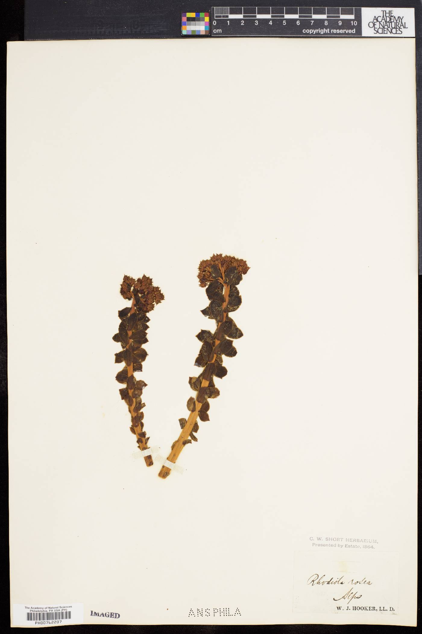 Rhodiola rosea image