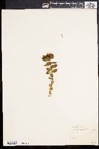 Rhodiola rosea image