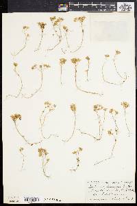Sedum divergens image