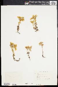 Sedum divergens image
