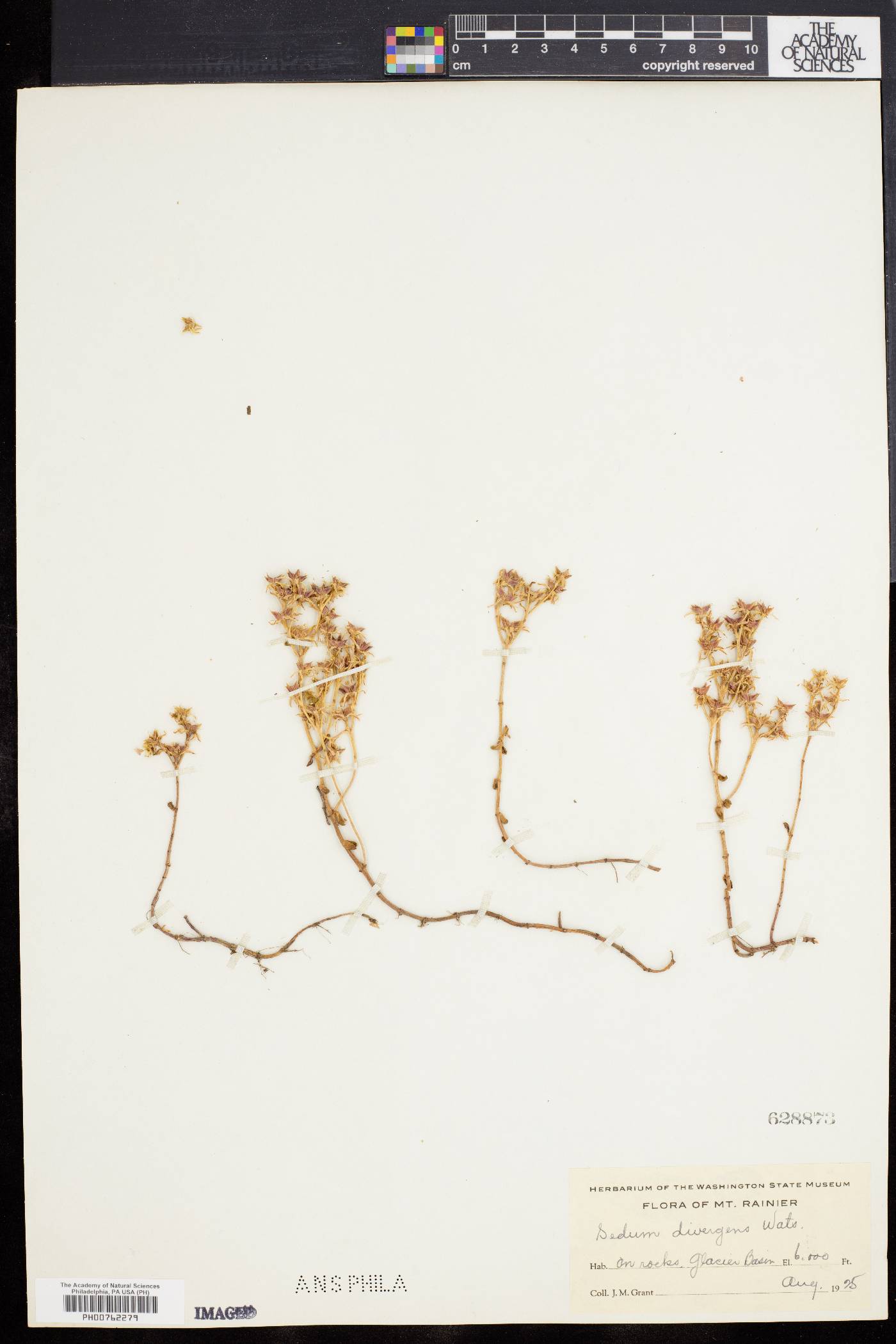 Sedum divergens image