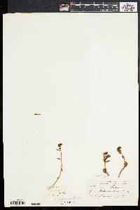 Rhodiola rosea image