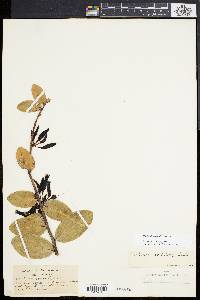 Image of Macleania cordifolia
