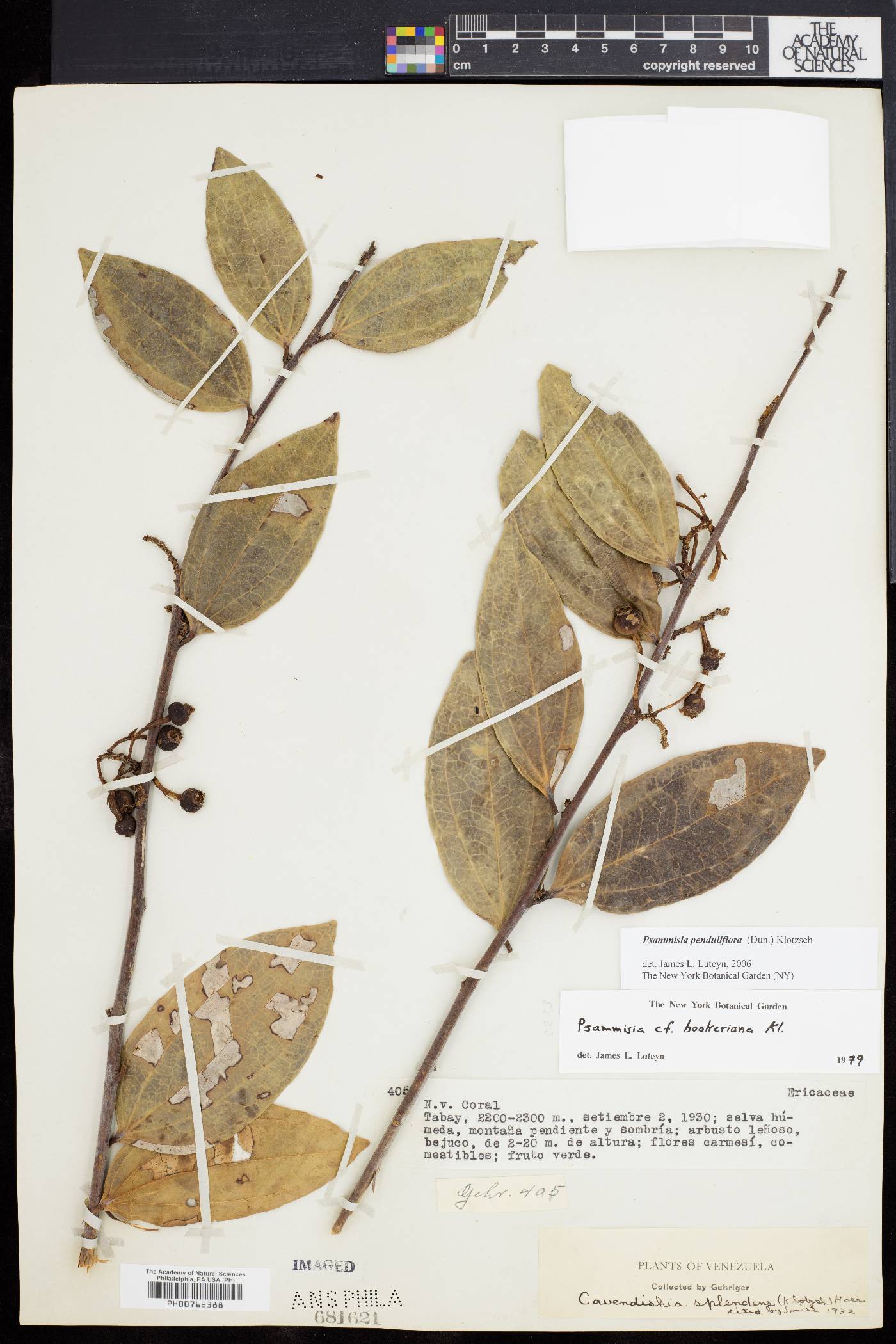 Psammisia penduliflora image