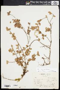 Sphyrospermum buxifolium image