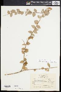 Sphyrospermum buxifolium image